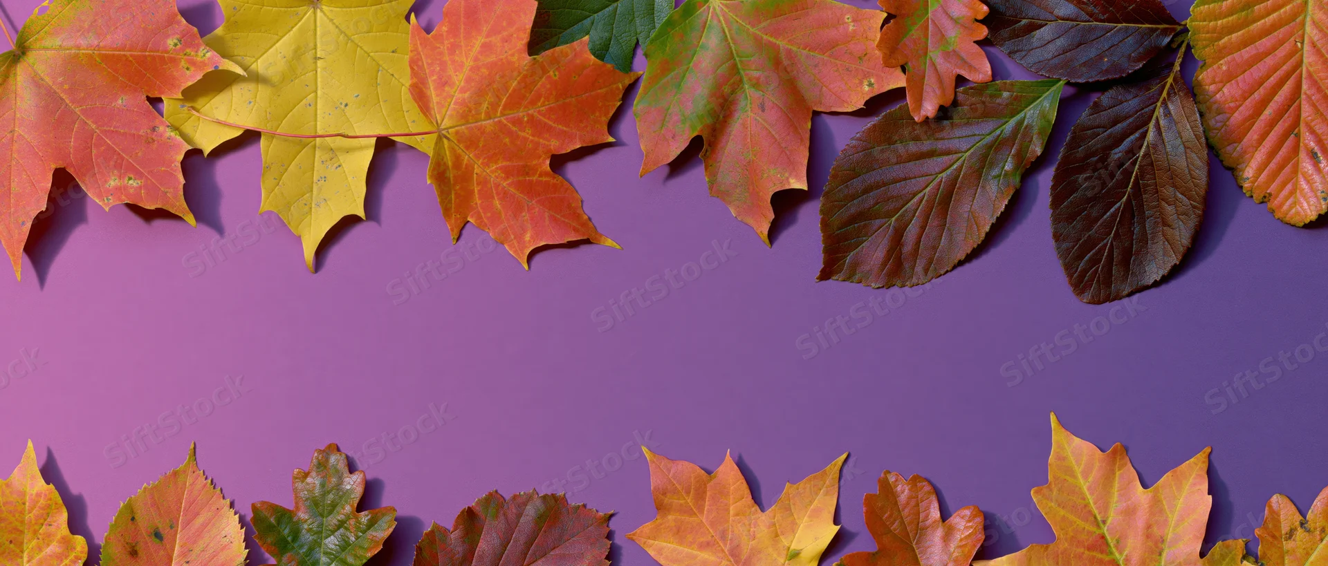 Autumn leaves arranged in border along top and bottom of purple background