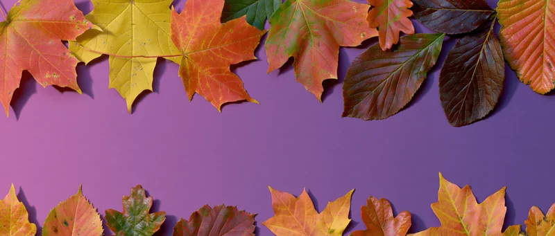 Autumn leaves arranged in border along top and bottom of purple background