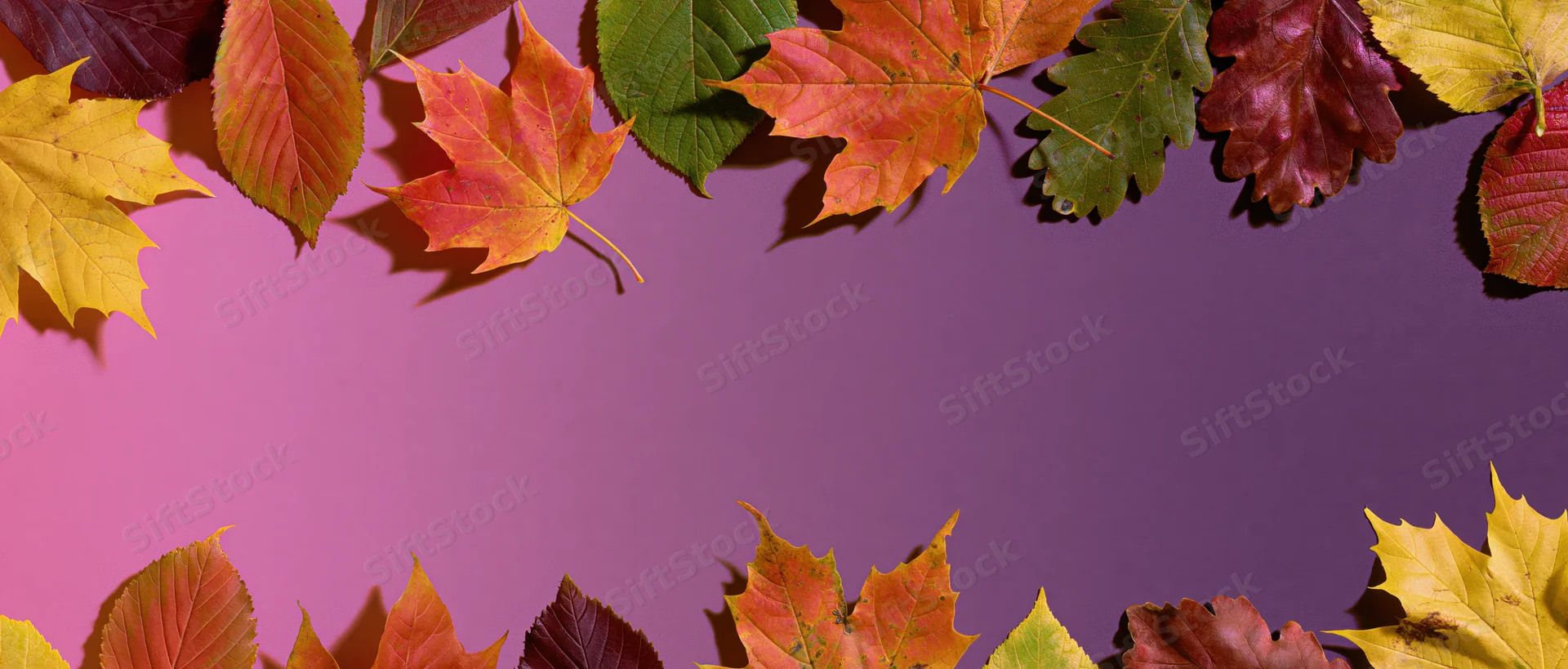 Autumn leaves arranged in a border frame on a purple gradient background with copyspace