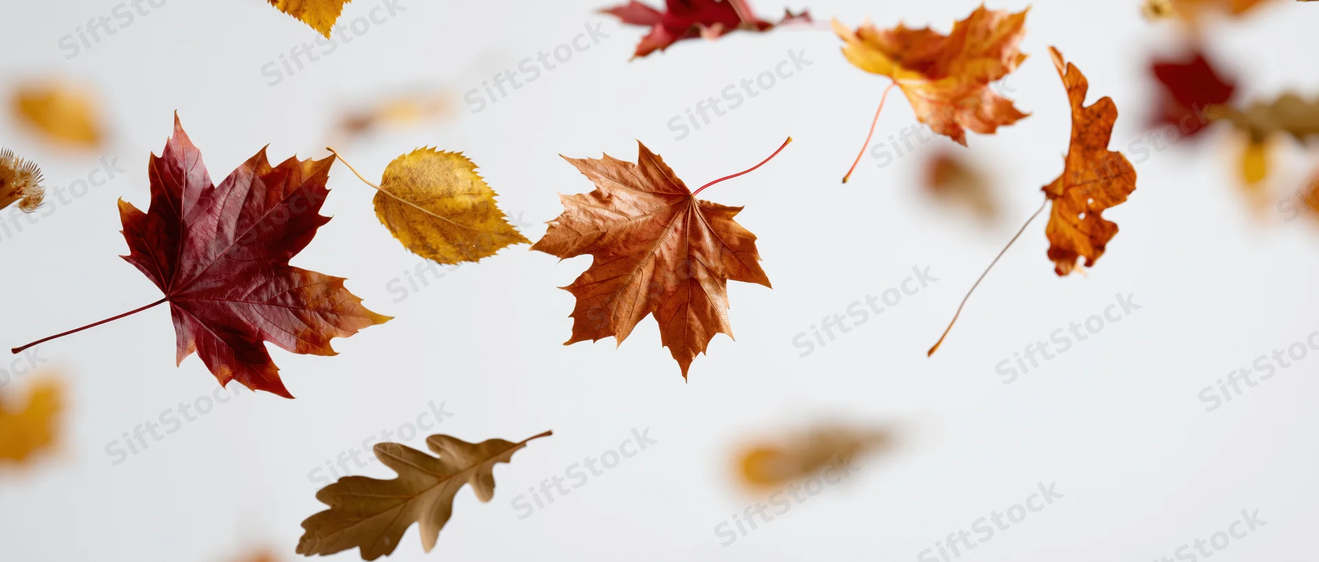 Autumn leaves falling and scattered against a white background