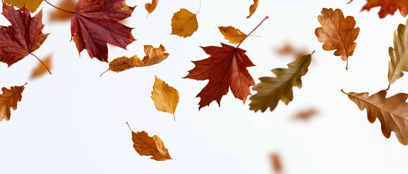 Autumn leaves falling and scattered against a white background