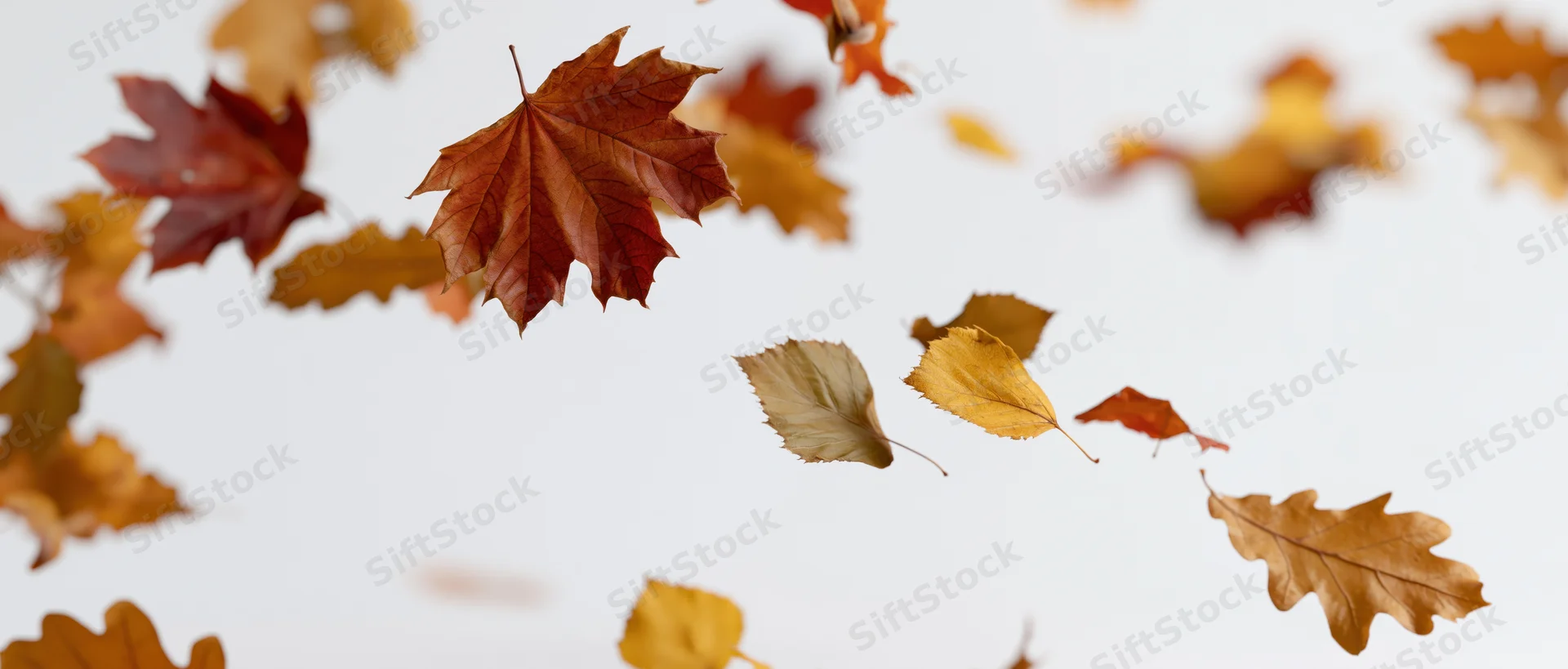 Autumn leaves falling through the air against a bright sky