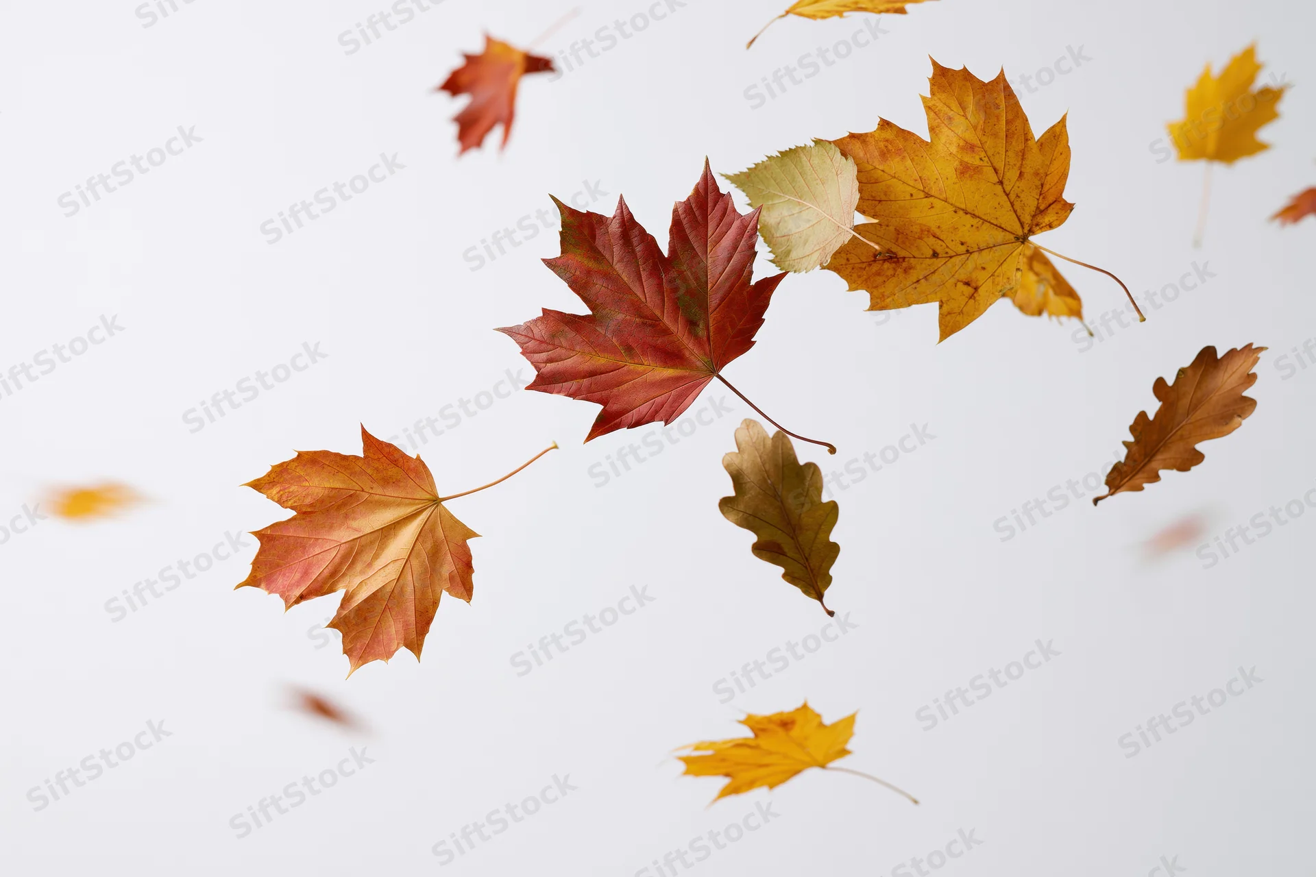 Autumn leaves falling midair against a white background