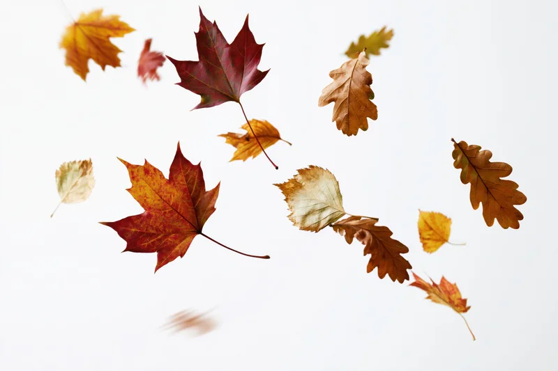 Assorted autumn leaves falling midair against white background