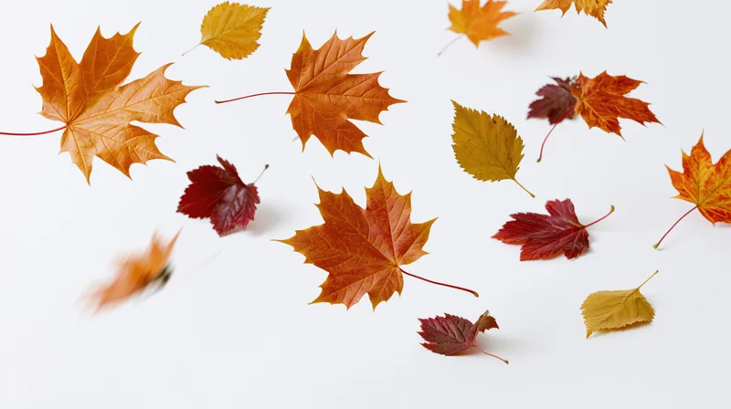 Autumn leaves mid-fall scattered across a pure white surface
