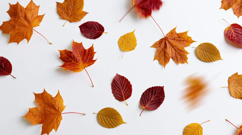 Autumn leaves scattered and falling on a white surface
