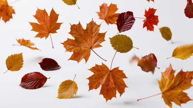 Autumn leaves falling midair against a white background