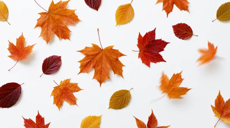 Autumn leaves mid-fall scattered across a white background