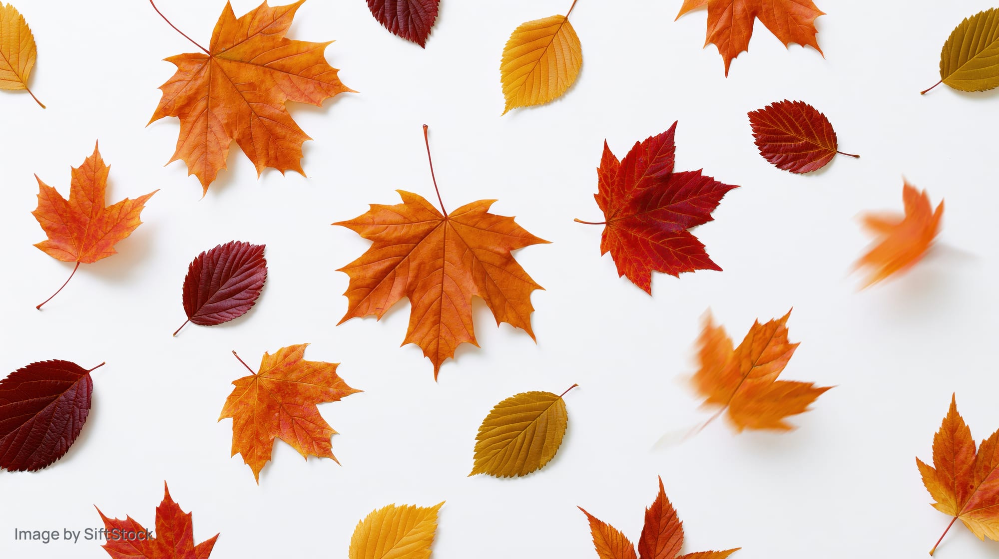 Autumn leaves mid-fall scattered across a white background