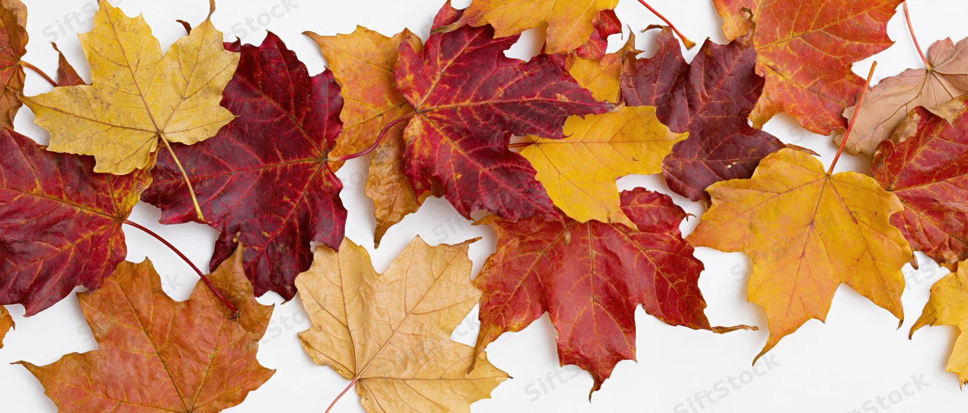 Scattered autumn maple leaves overlapping on white background
