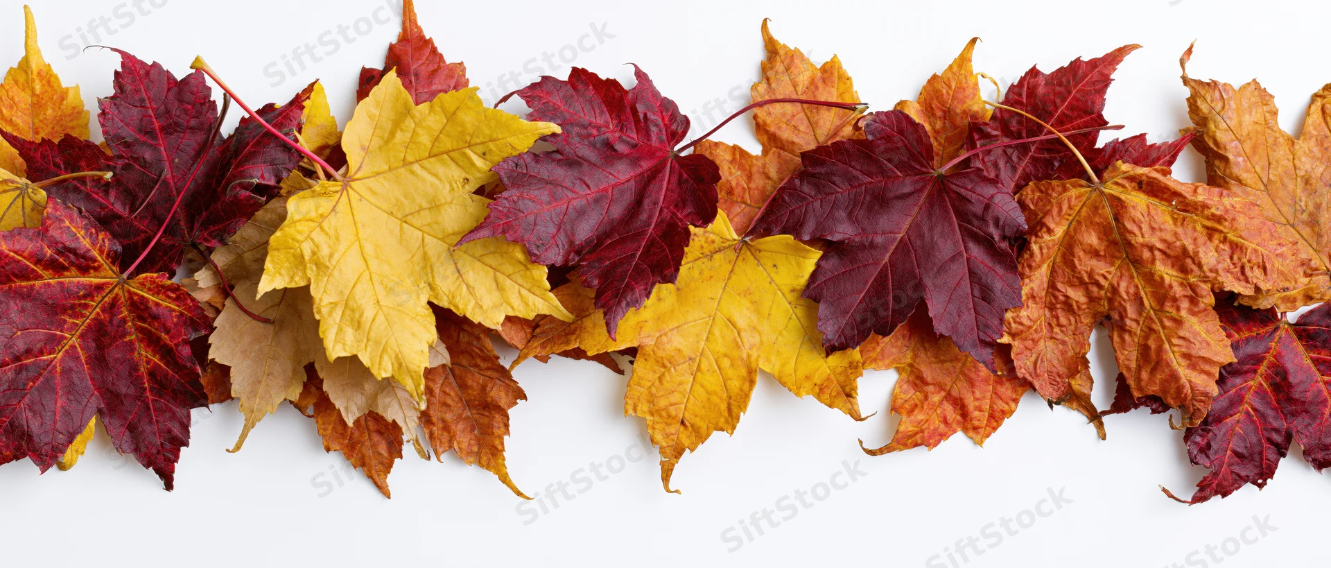 Scattered autumn maple leaves overlapping in a horizontal border against white background