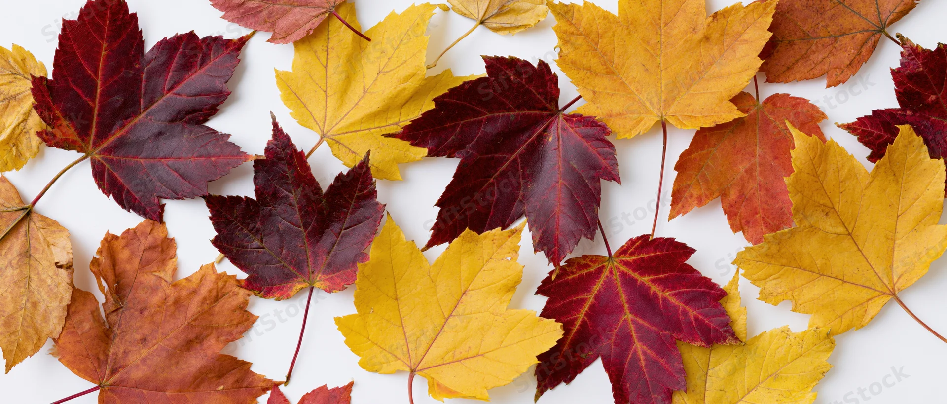 Scattered autumn maple leaves overlapping on white background
