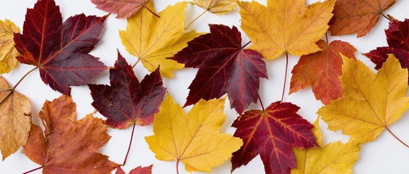 Scattered autumn maple leaves overlapping on white background