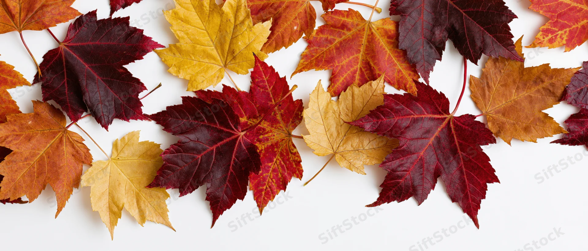 Scattered autumn maple leaves overlapping on white background with copyspace