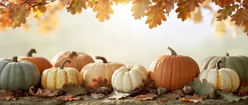 Assorted pumpkins and gourds arranged on a rustic surface under autumn leaves