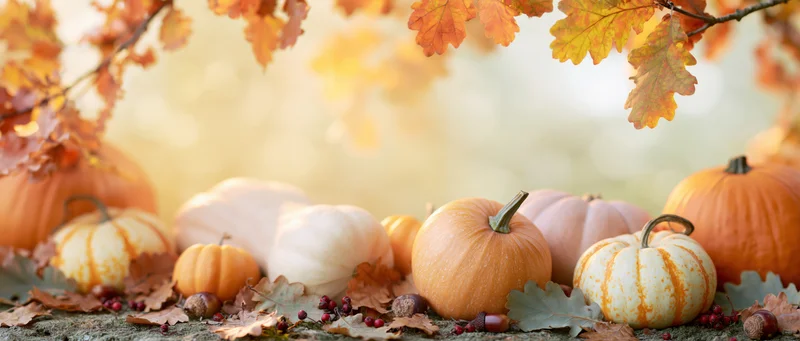 Assorted pumpkins and gourds arranged on a rustic ground with autumn leaves and acorns