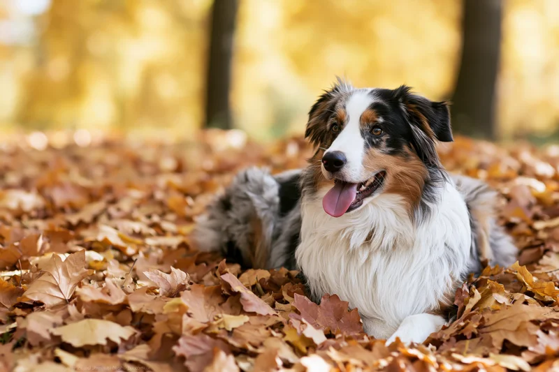 Australian shepherd dog lying in a thick carpet of fallen autumn leaves in a forest