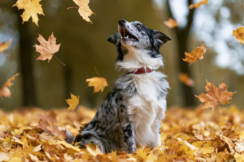 Australian Shepherd dog sitting upright in a pile of fallen autumn leaves in a forest, surrounded by falling maple leaves