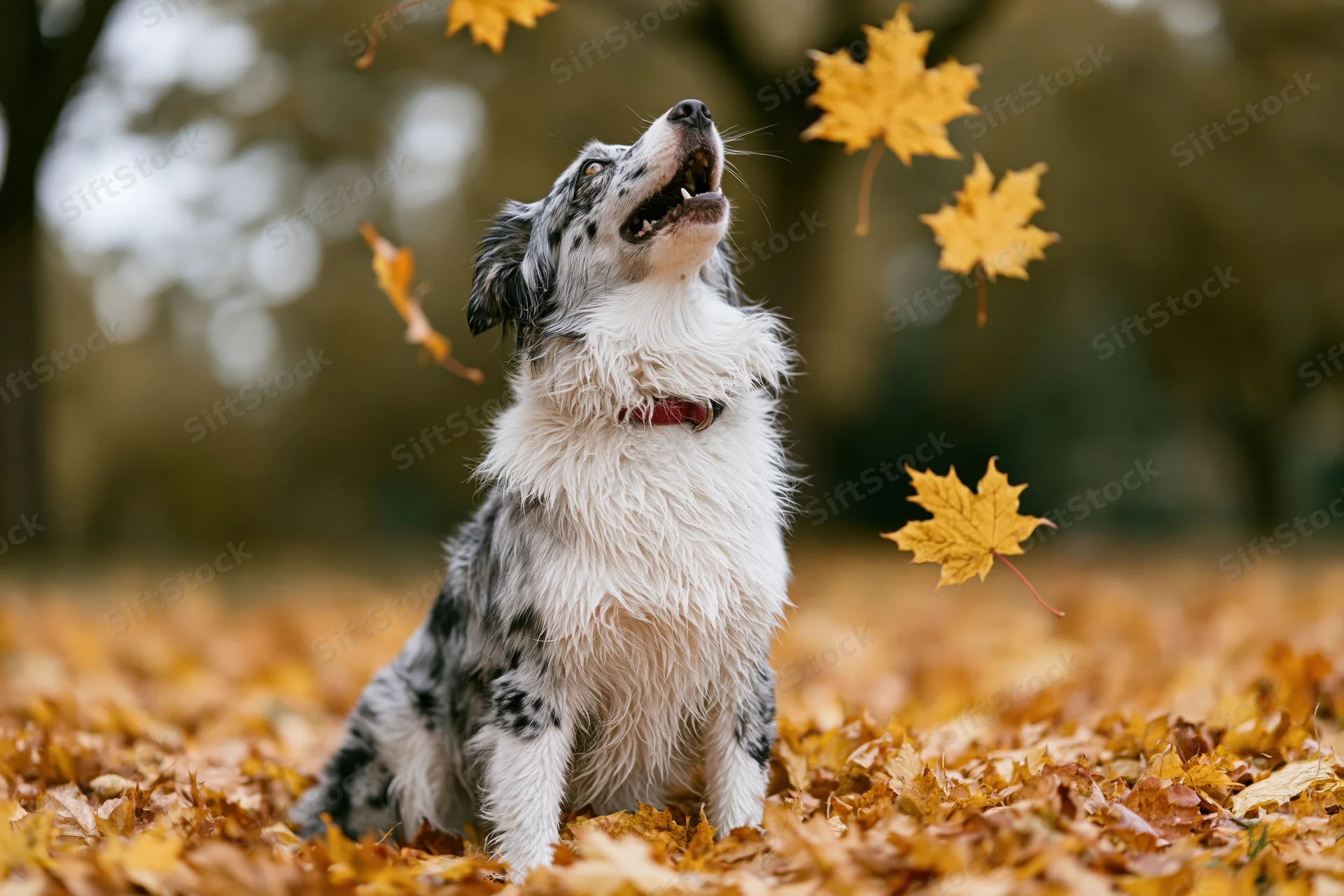 Australian Shepherd dog sitting upright in a pile of fallen autumn leaves in a forest clearing