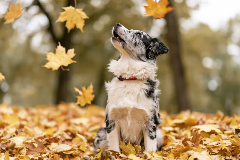 Australian Shepherd dog sitting upright in a pile of fallen autumn leaves, looking up at falling maple leaves in a park setting