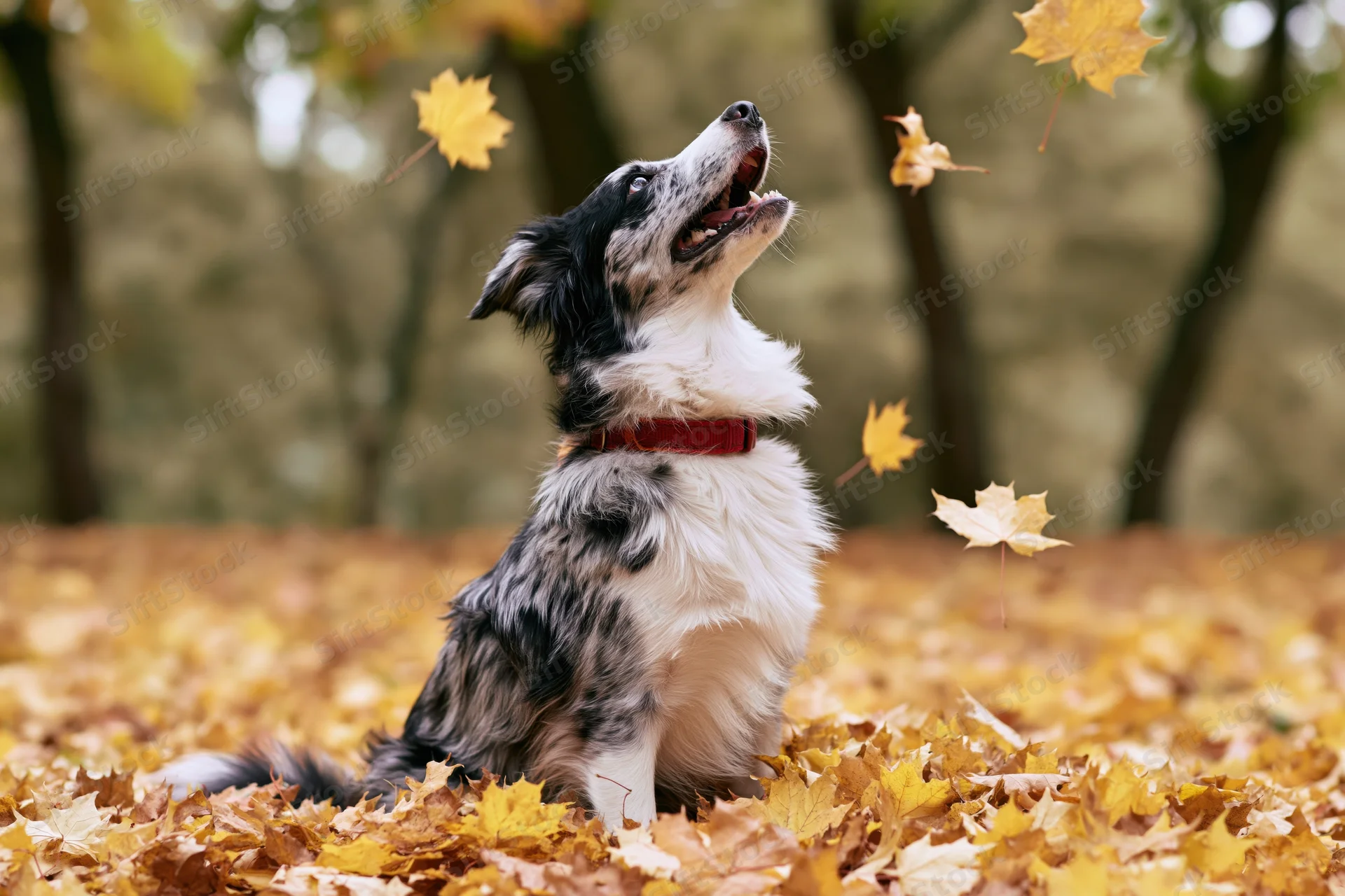 Australian shepherd dog sitting upright in a pile of fallen autumn leaves in a park