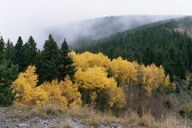 Golden aspen trees in autumn forest on misty mountain slope