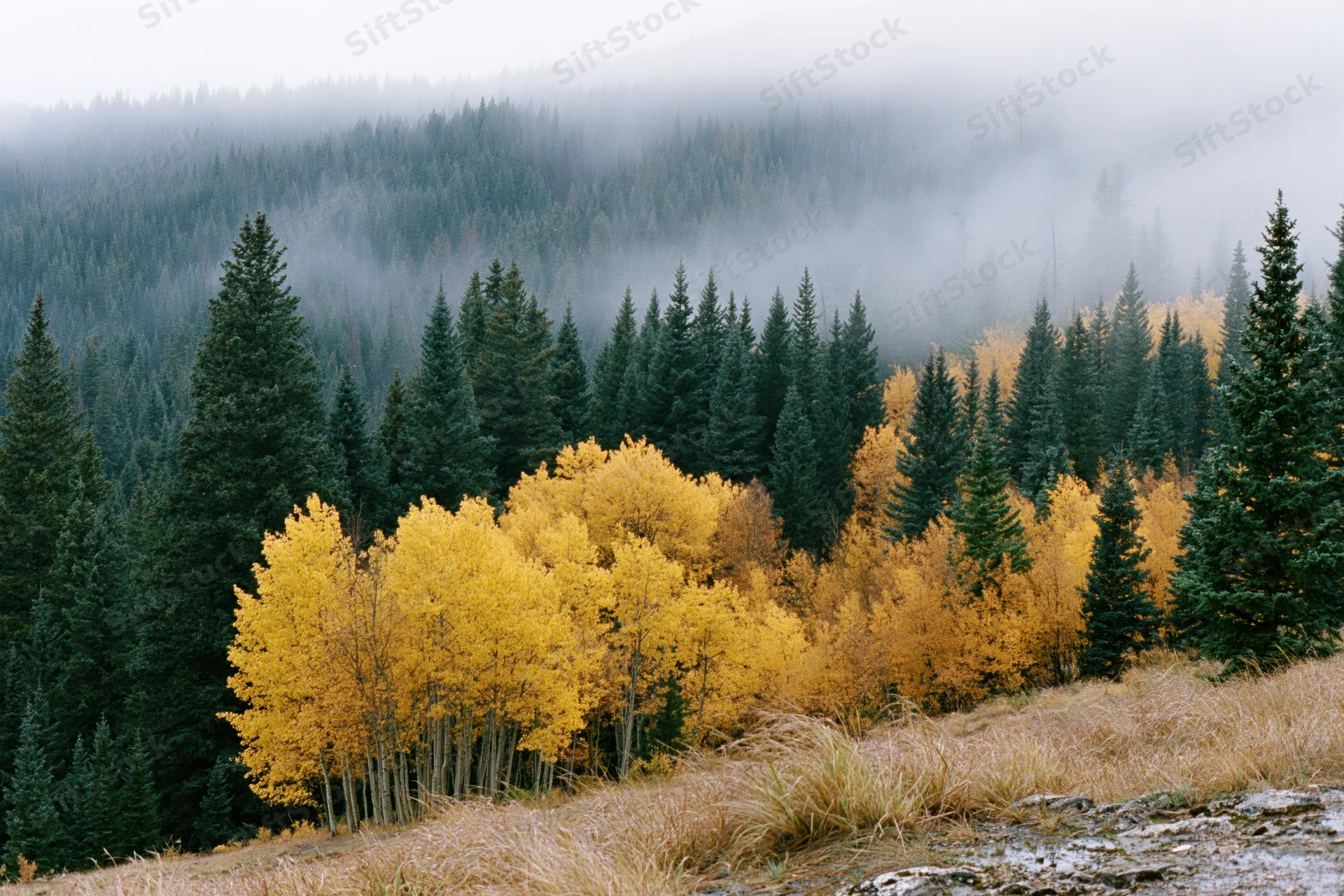 Golden aspen trees in autumn forest with misty mountains in background