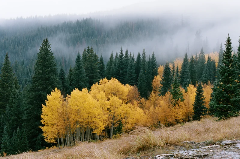 Golden aspen trees in autumn forest with misty mountains in background
