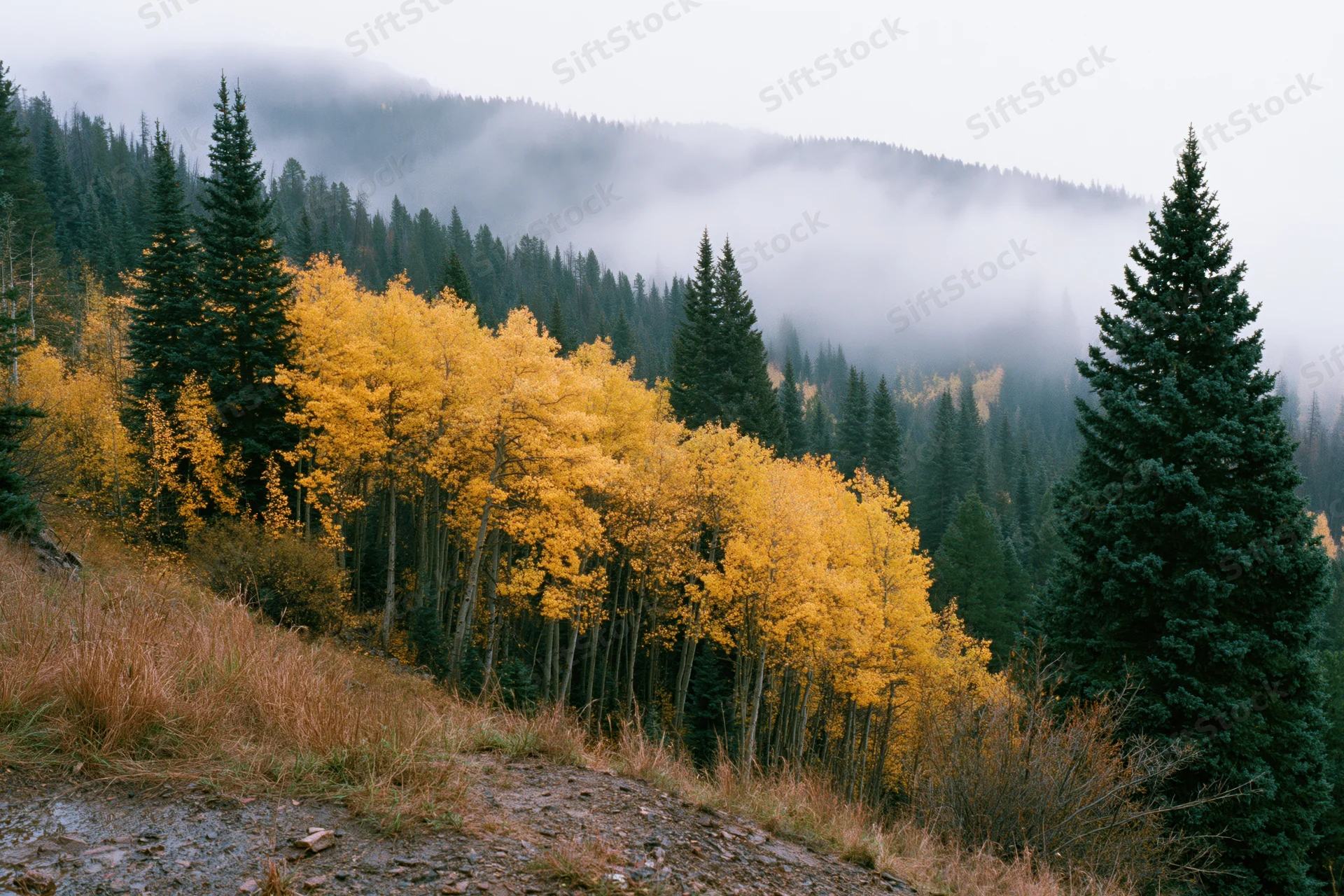 Autumn aspen grove with golden foliage clustered on hillside