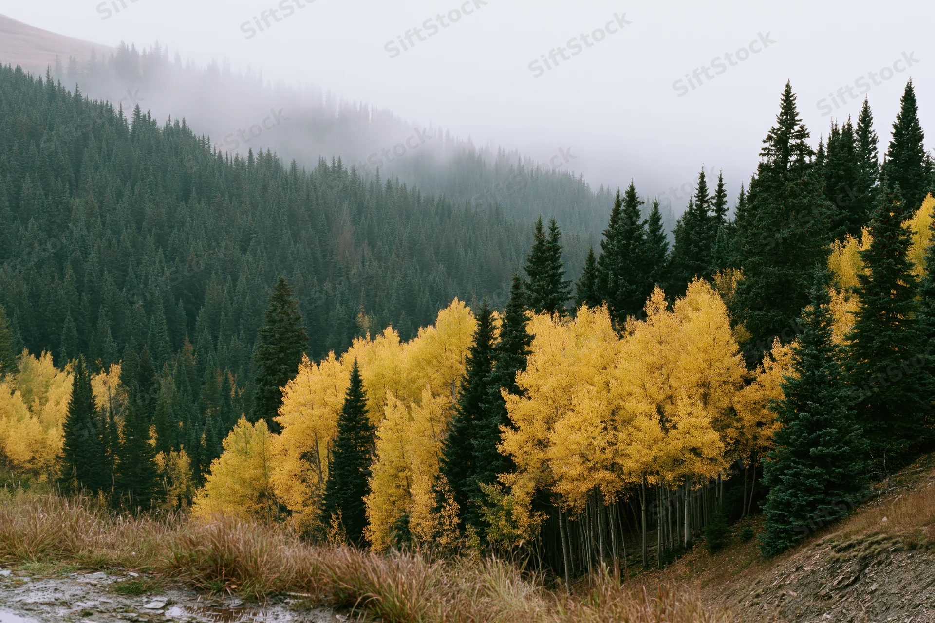 Golden aspen trees in a misty mountain forest during autumn