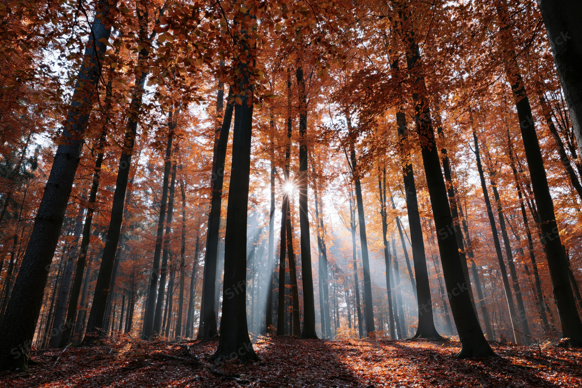 Sunlight streaming through tall beech trees in an autumn forest with fallen leaves on the ground