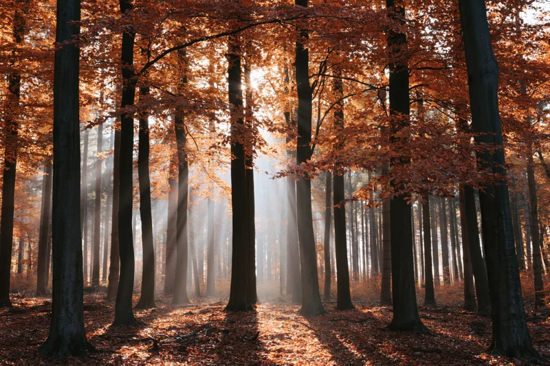 Sunlight filtering through tall beech trees in an autumn forest with mist and fallen leaves on the ground
