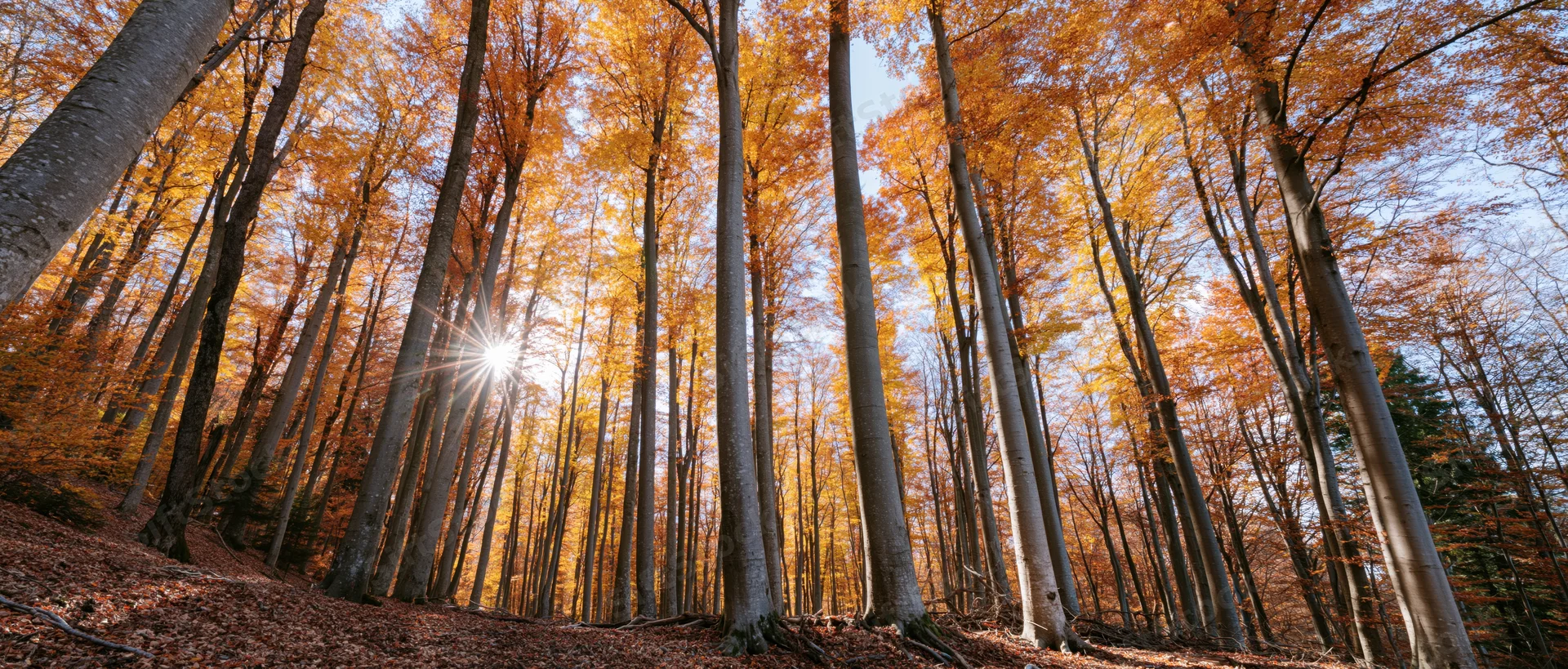 Sunbeams breaking through tall beech trees in an autumn forest interior