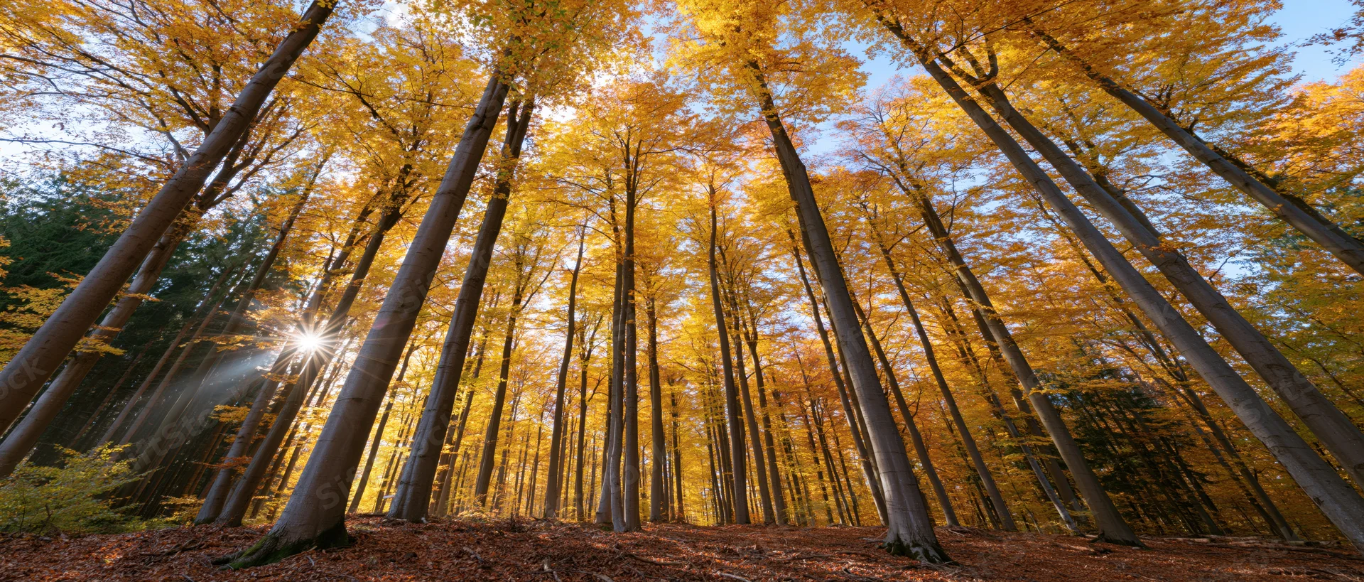 Sunbeams breaking through golden beech trees in autumn forest