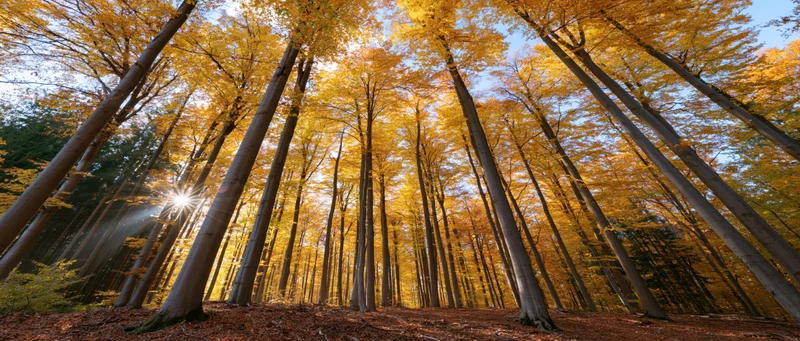 Sunbeams breaking through golden beech trees in autumn forest
