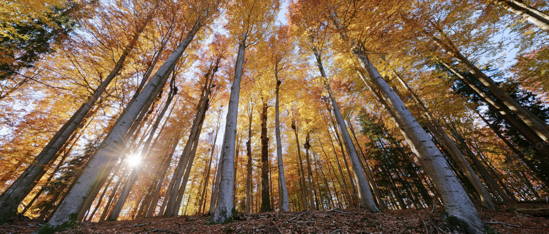Low-angle view of tall beech trees in autumn forest with sunbeams filtering through golden canopy