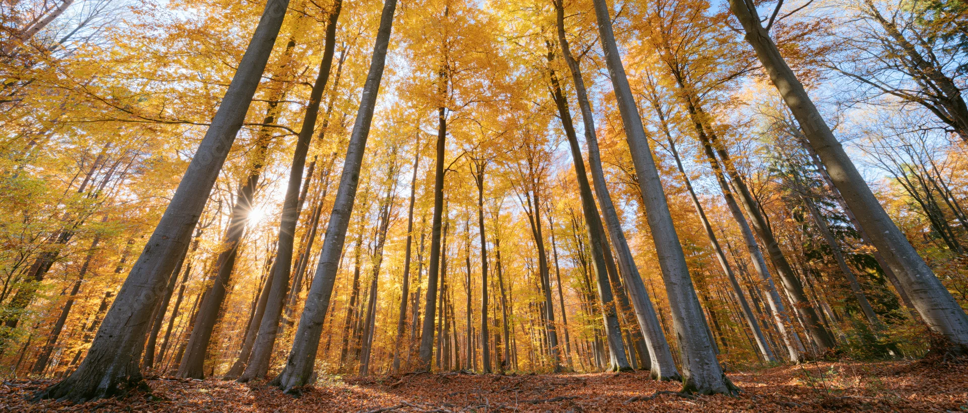 Sunbeams breaking through golden beech trees in autumn forest interior