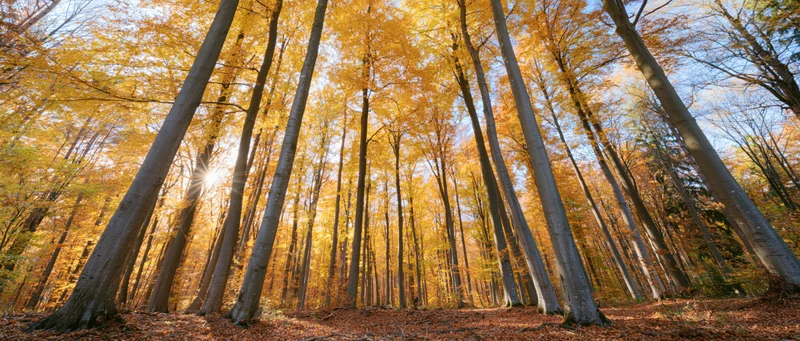 Sunbeams breaking through golden beech trees in autumn forest interior