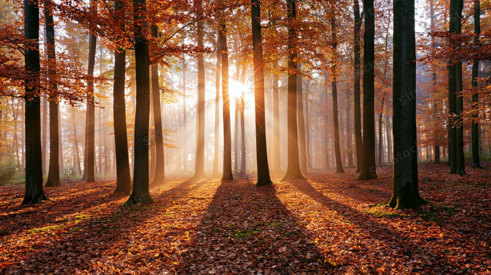 Sunlight breaking through tall beech trees in an autumn forest with fallen leaves covering the ground