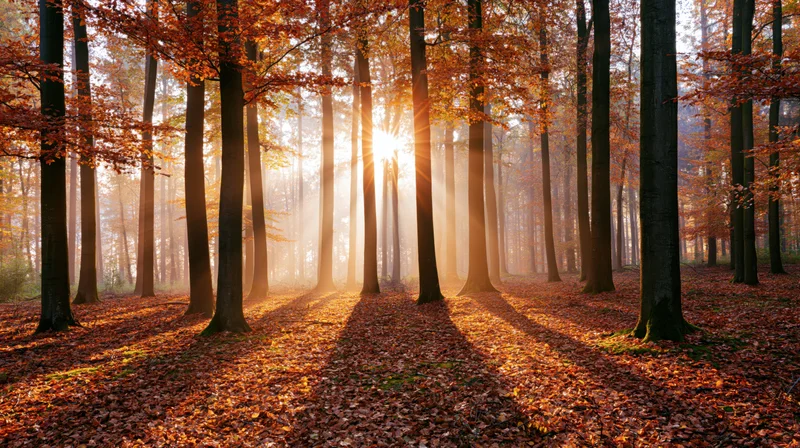 Sunlight breaking through tall beech trees in an autumn forest with fallen leaves covering the ground