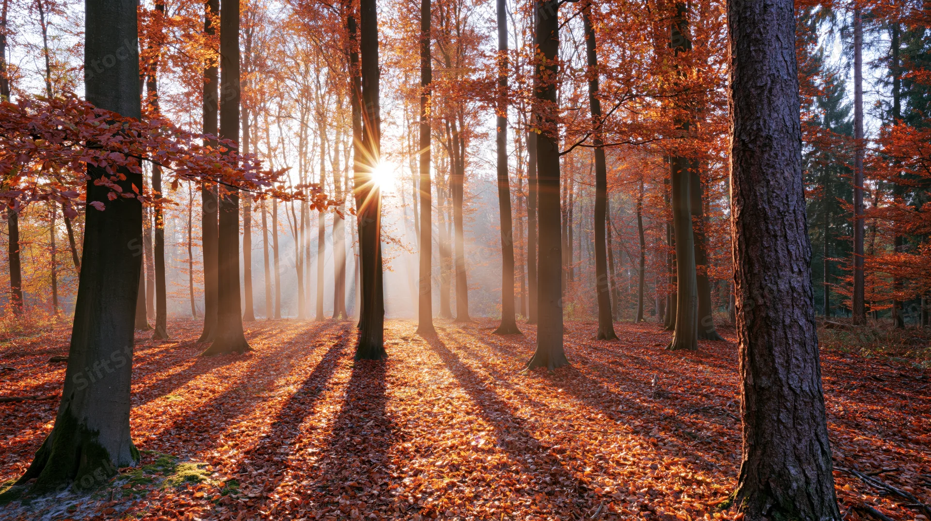 Sunlight breaking through tall beech trees in an autumn forest with fallen leaves covering the ground