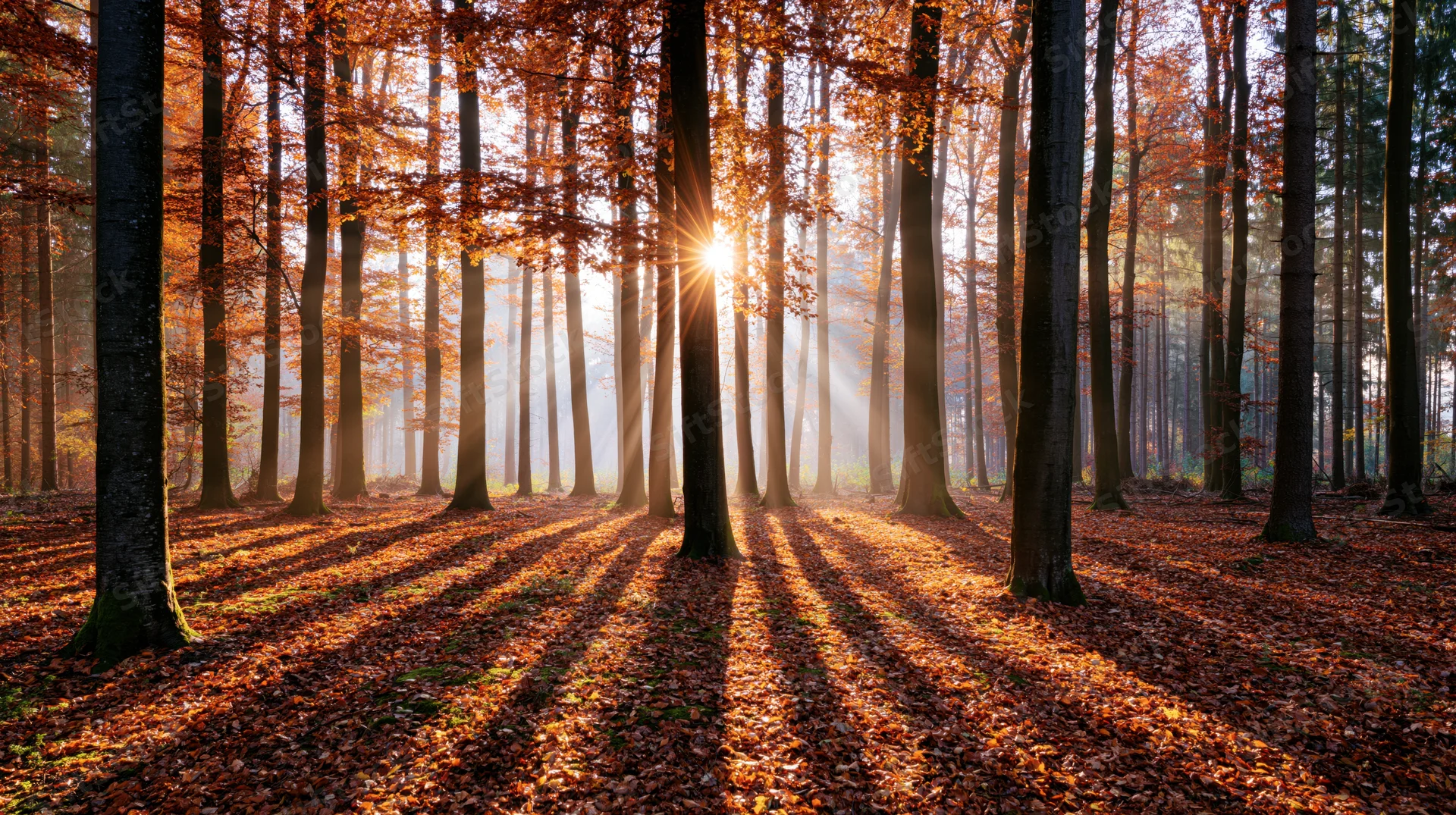 Sunlight breaking through tall beech trees in an autumn forest with fallen leaves covering the ground
