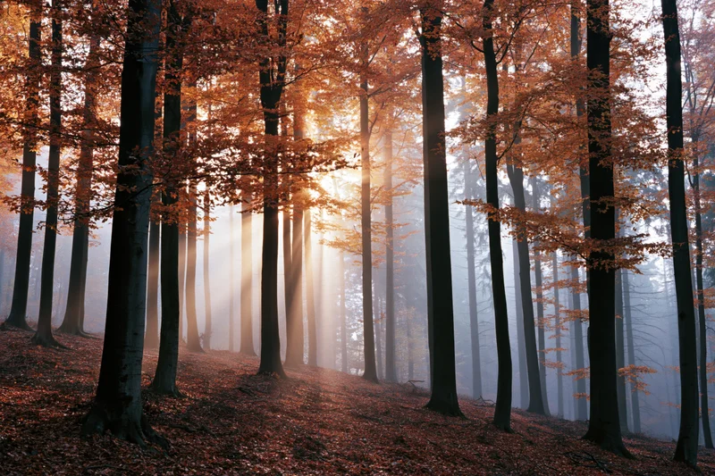 Autumn beech forest with tall dark-trunked trees standing in fog as sunlight filters through the canopy