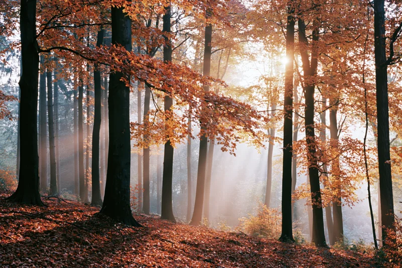 Sunlight filtering through tall beech trees in an autumn forest with mist and fallen leaves covering the ground