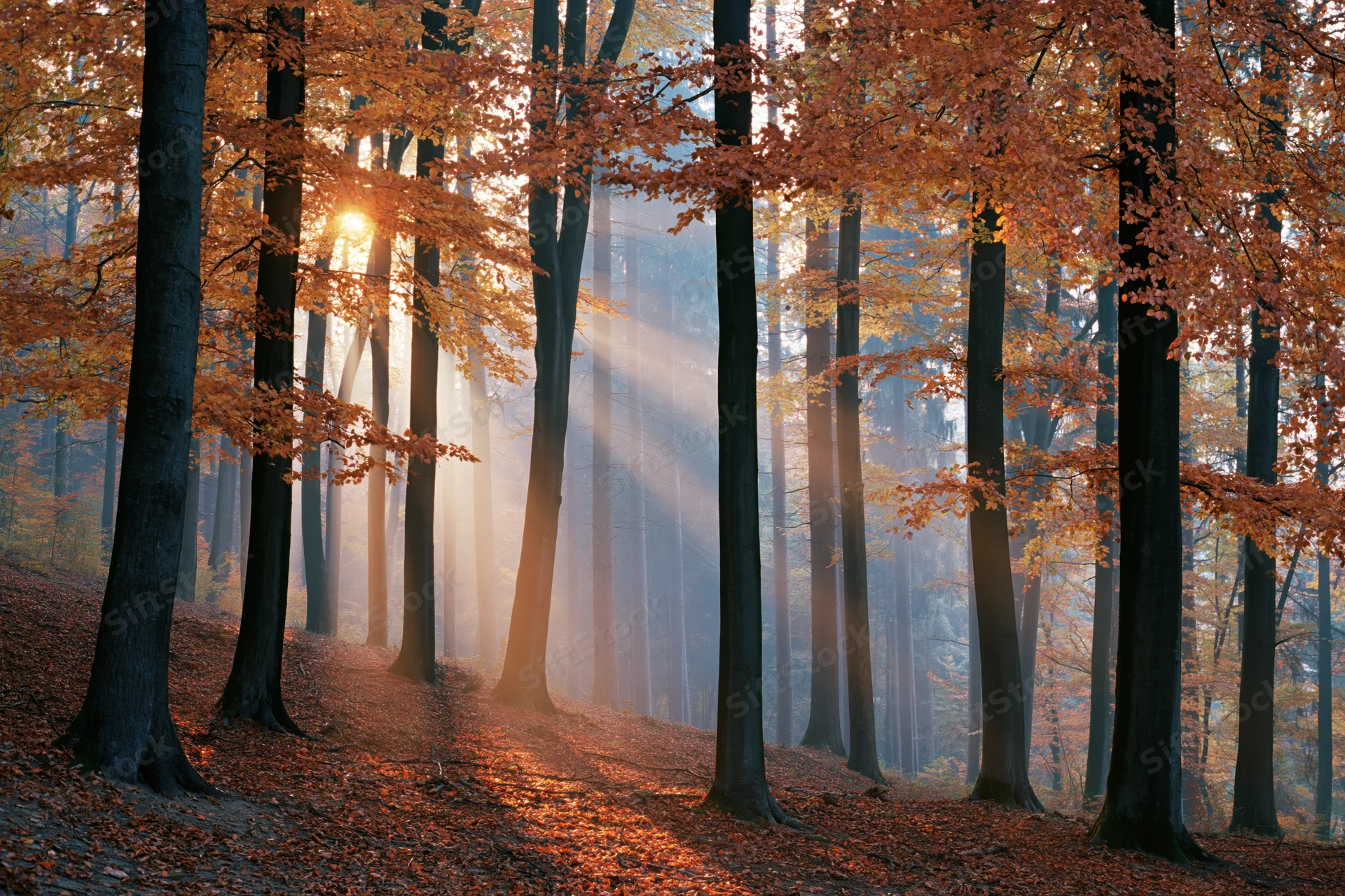 Sunlight streaming through tall beech trees in an autumn forest with mist and fallen leaves covering the ground