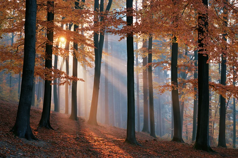 Sunlight streaming through tall beech trees in an autumn forest with mist and fallen leaves covering the ground