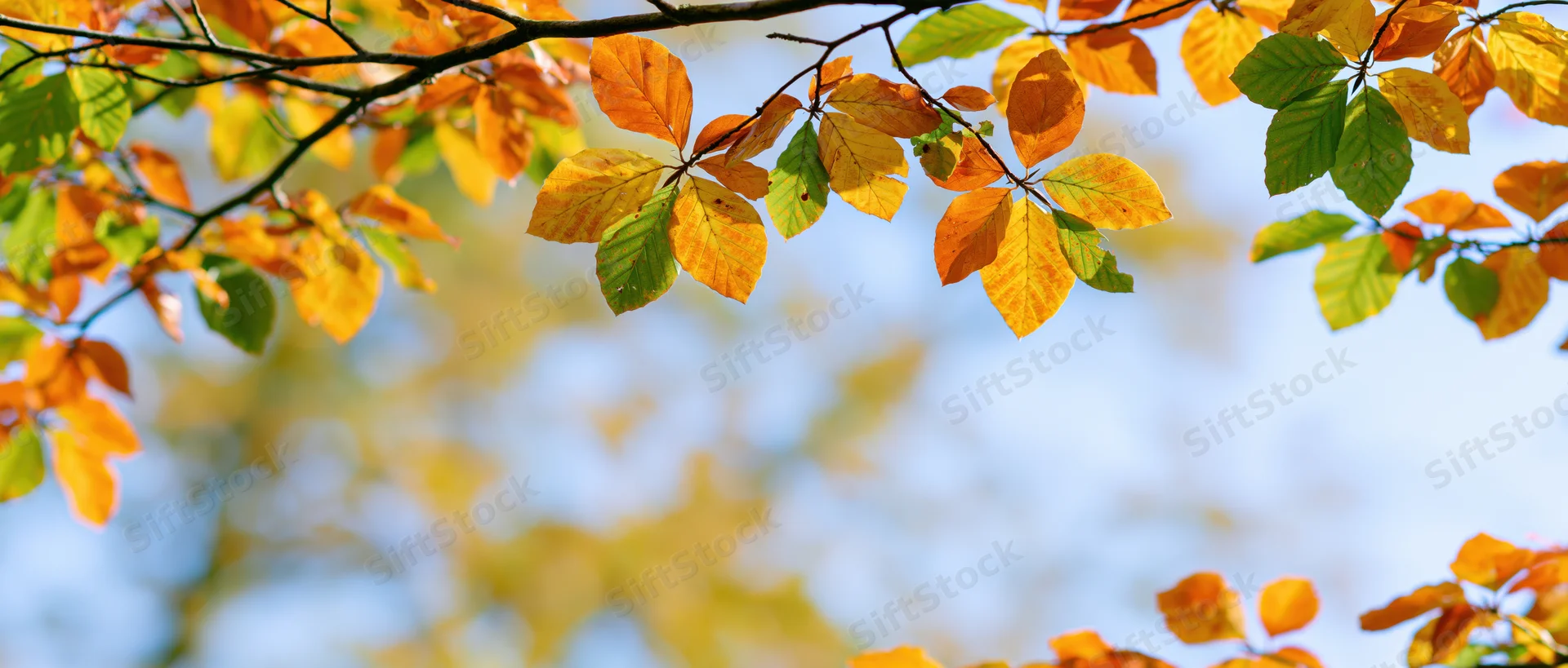 Beech tree branches with orange yellow and green leaves against a blue sky in autumn