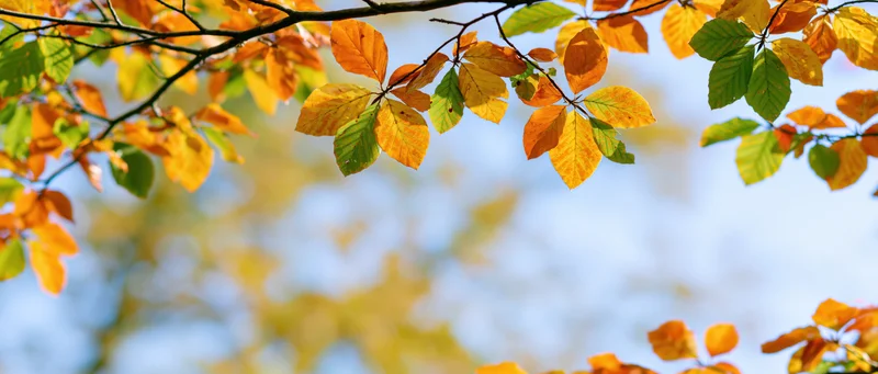 Beech tree branches with orange yellow and green leaves against a blue sky in autumn