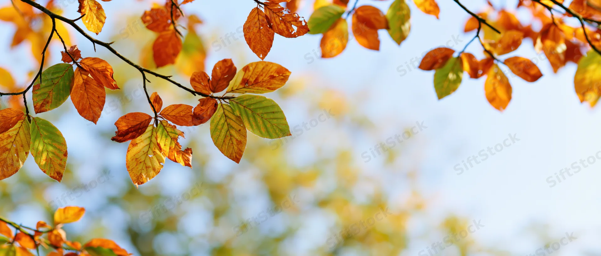 Beech tree branches with orange yellow and green leaves against a blue sky in autumn