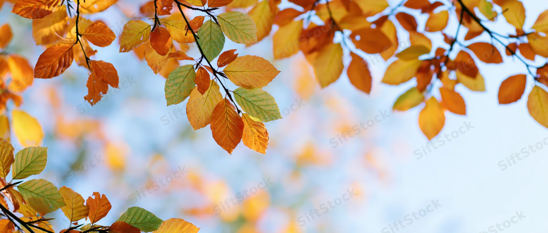 Beech tree branches with orange yellow and green leaves against a soft blue sky background